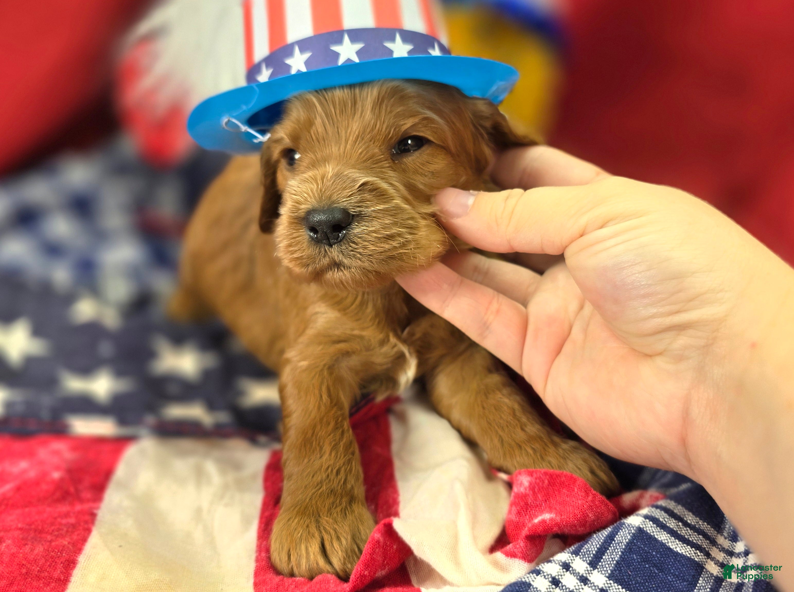 Cockapoo dogs Cerulean - Ad 11