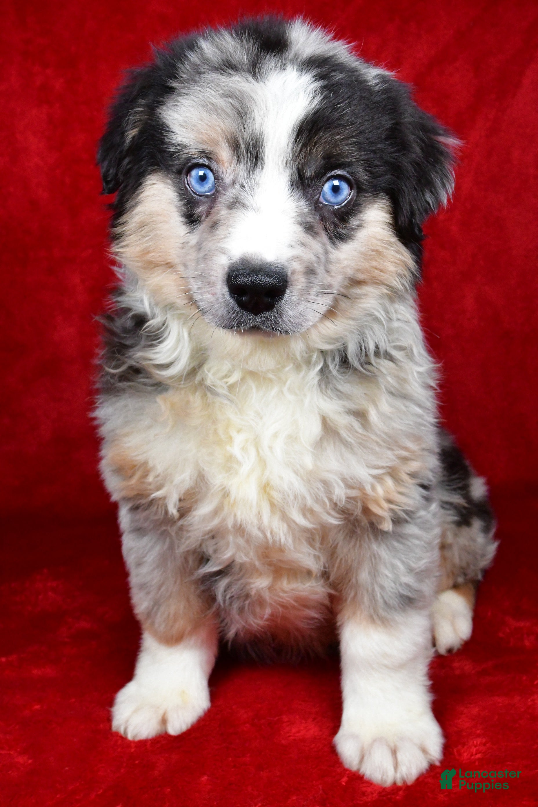 Miniature Australian Shepherd dogs Willy - Ad 3