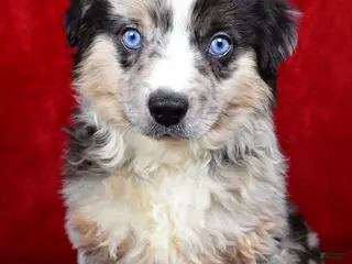 Miniature Australian Shepherd dogs Willy - Ad 33