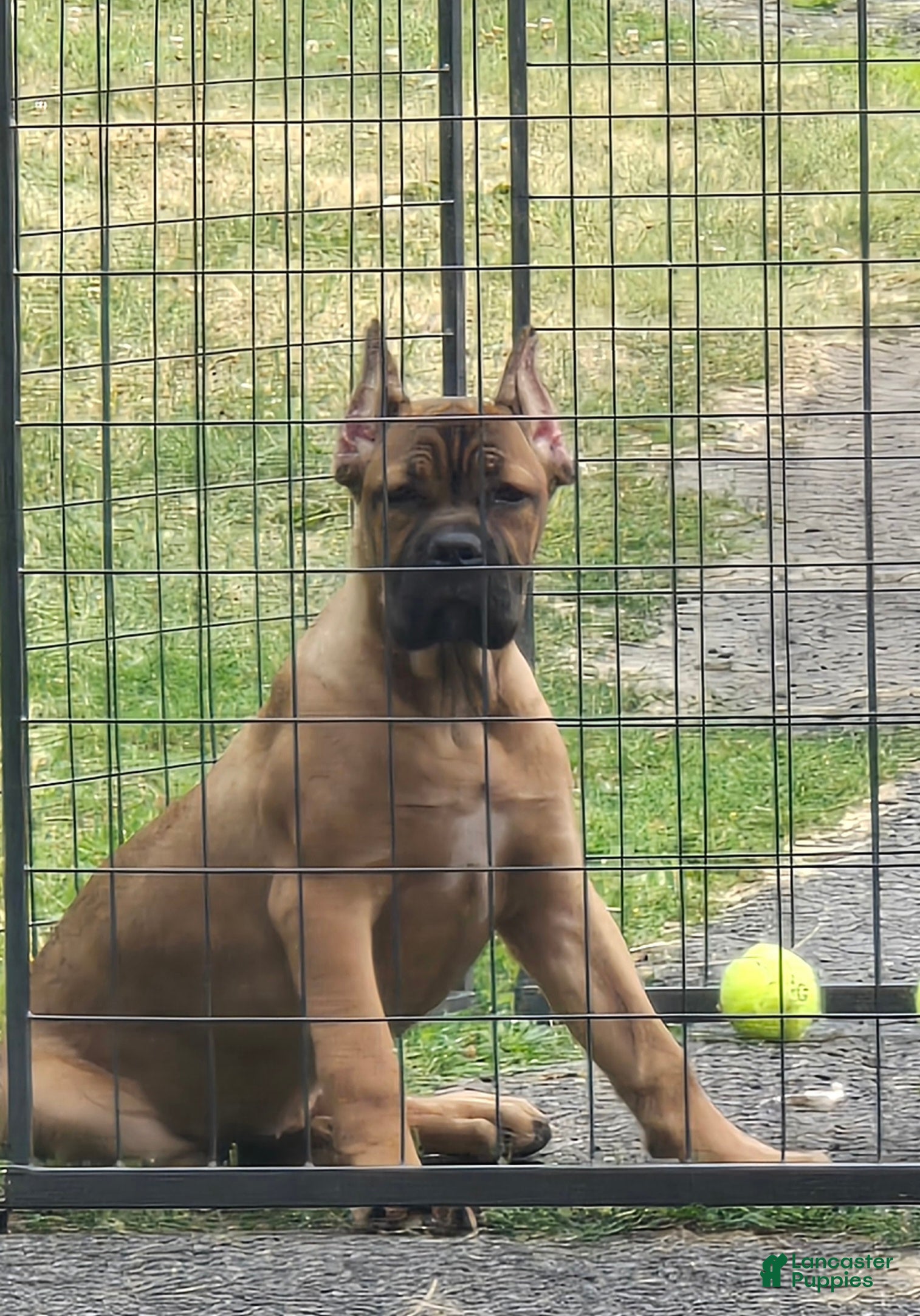 Cane Corso dogs for sale: Sonya - Ad 4