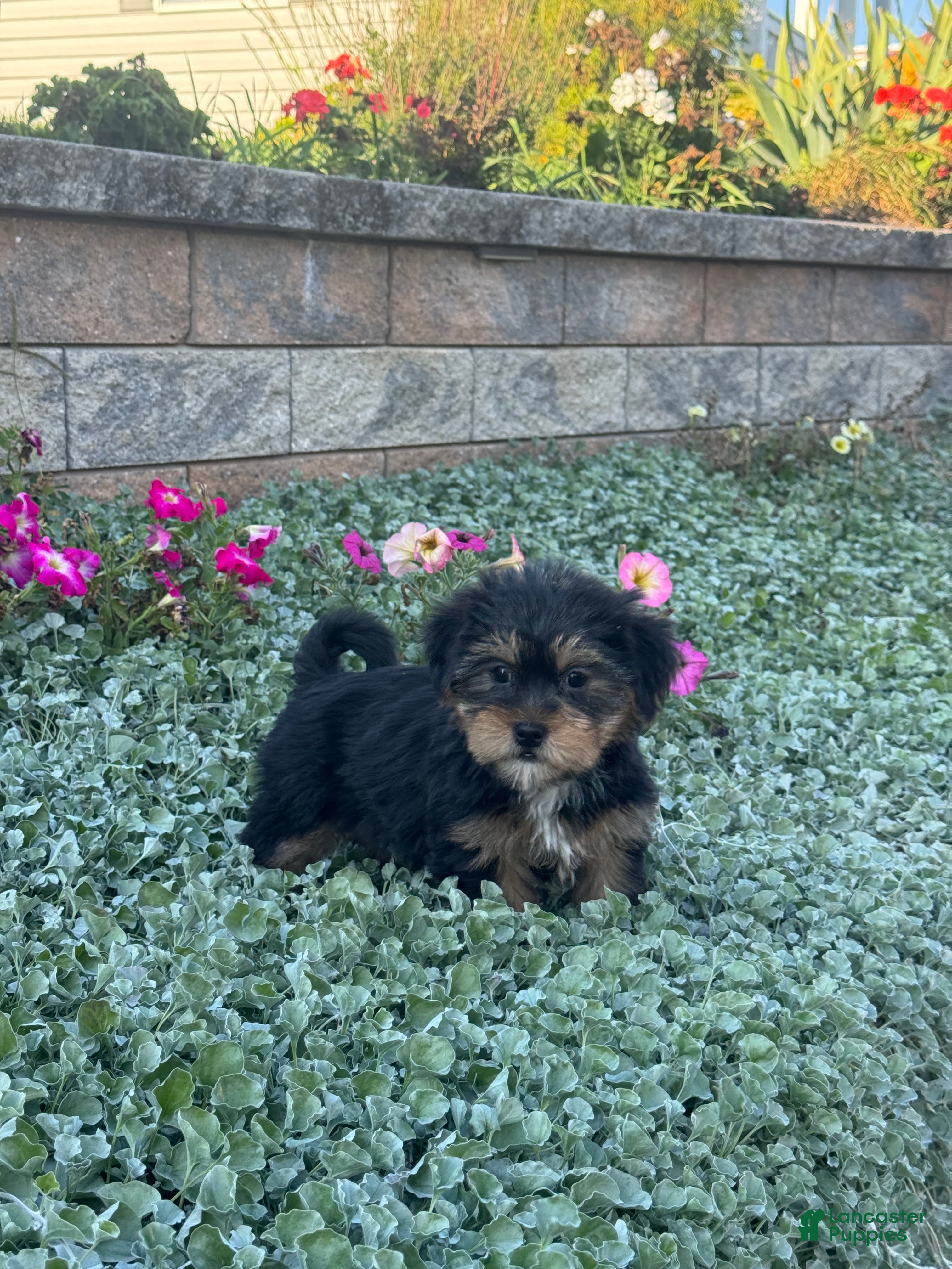 Shorkie dogs Anna - Ad 1
