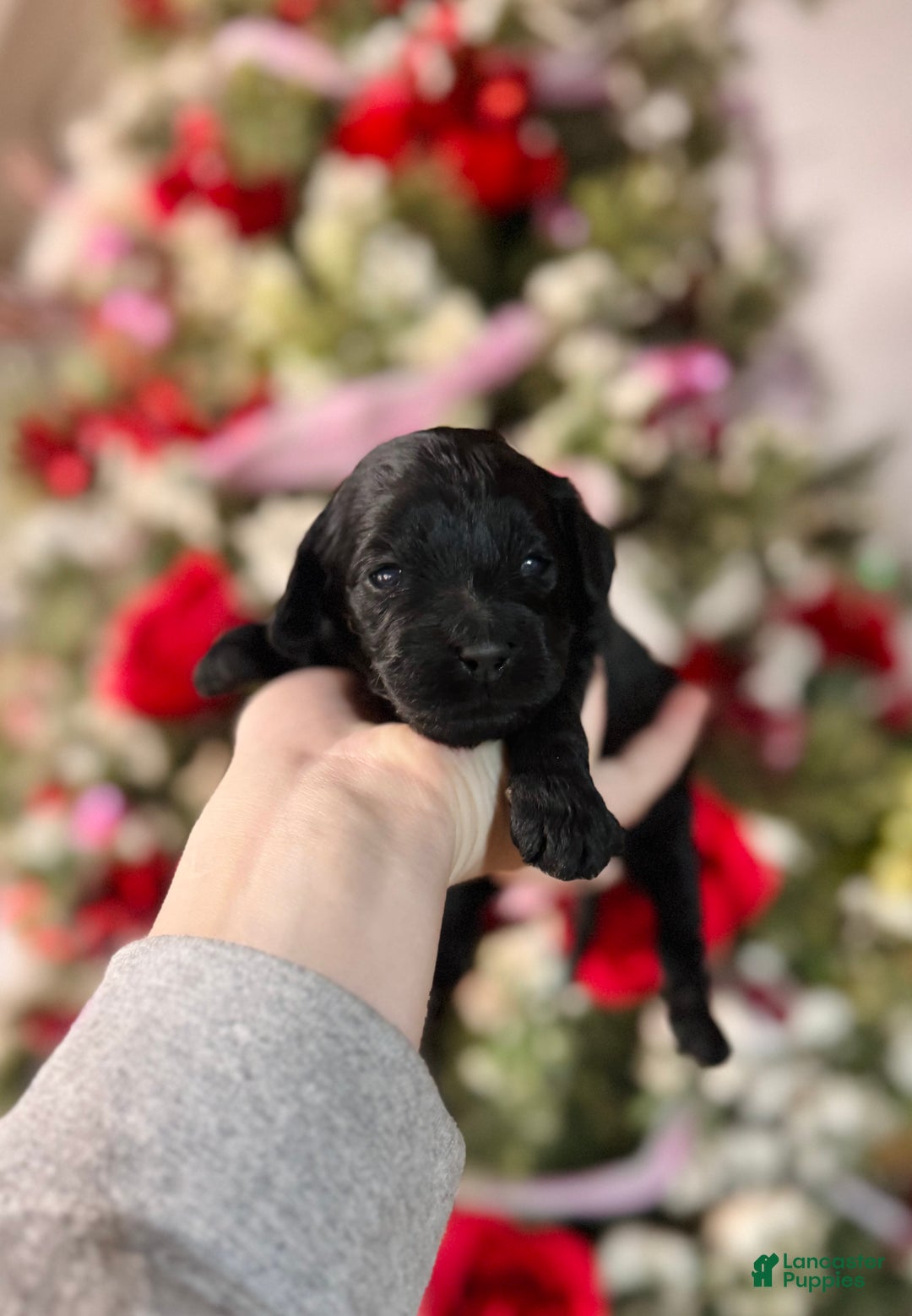 Cockapoo dogs for sale: Cockapoo Puppy 5 - Ad 1