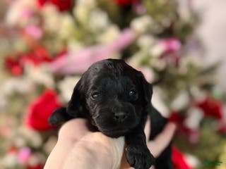 Cockapoo dogs Cockapoo Puppy 5 - Ad 37