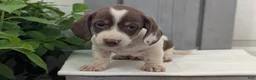 Miniature Dachshund dogs for sale: Moby - Ad 3