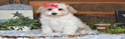Lhasapoo dogs for sale: Pansy - Ad 1