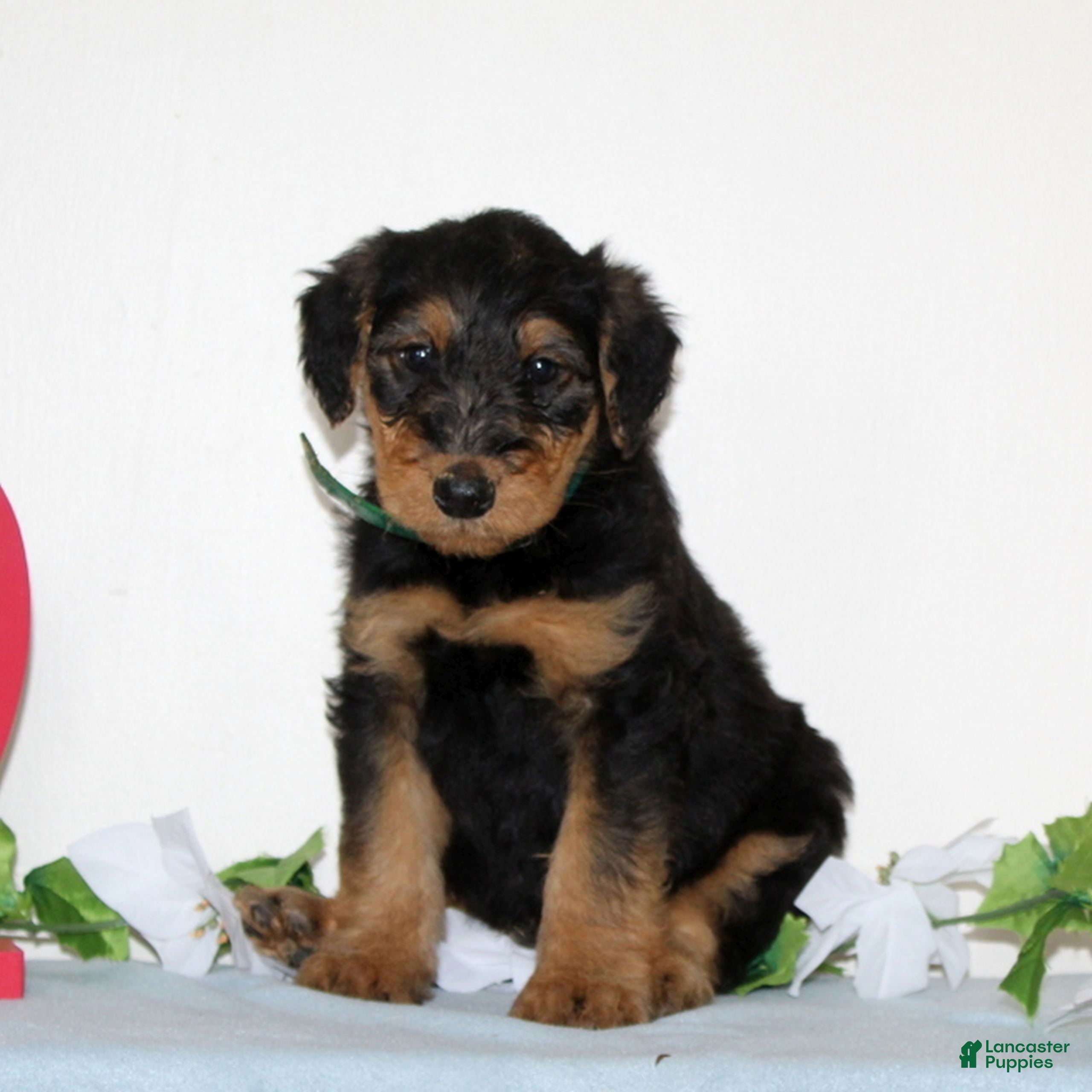 Airedale Terrier dogs Shiloh  - Ad 2