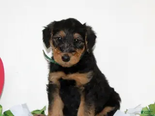 Airedale Terrier dogs Shiloh - Ad 2