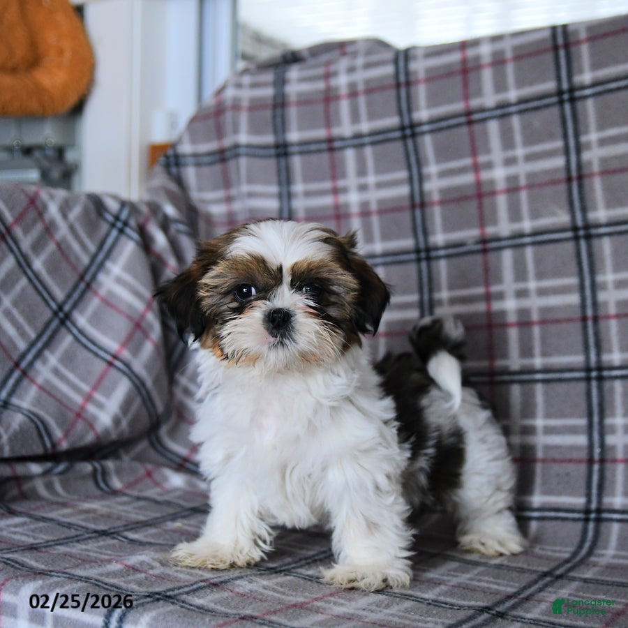 Shih Tzu dogs Victor  - Ad 1