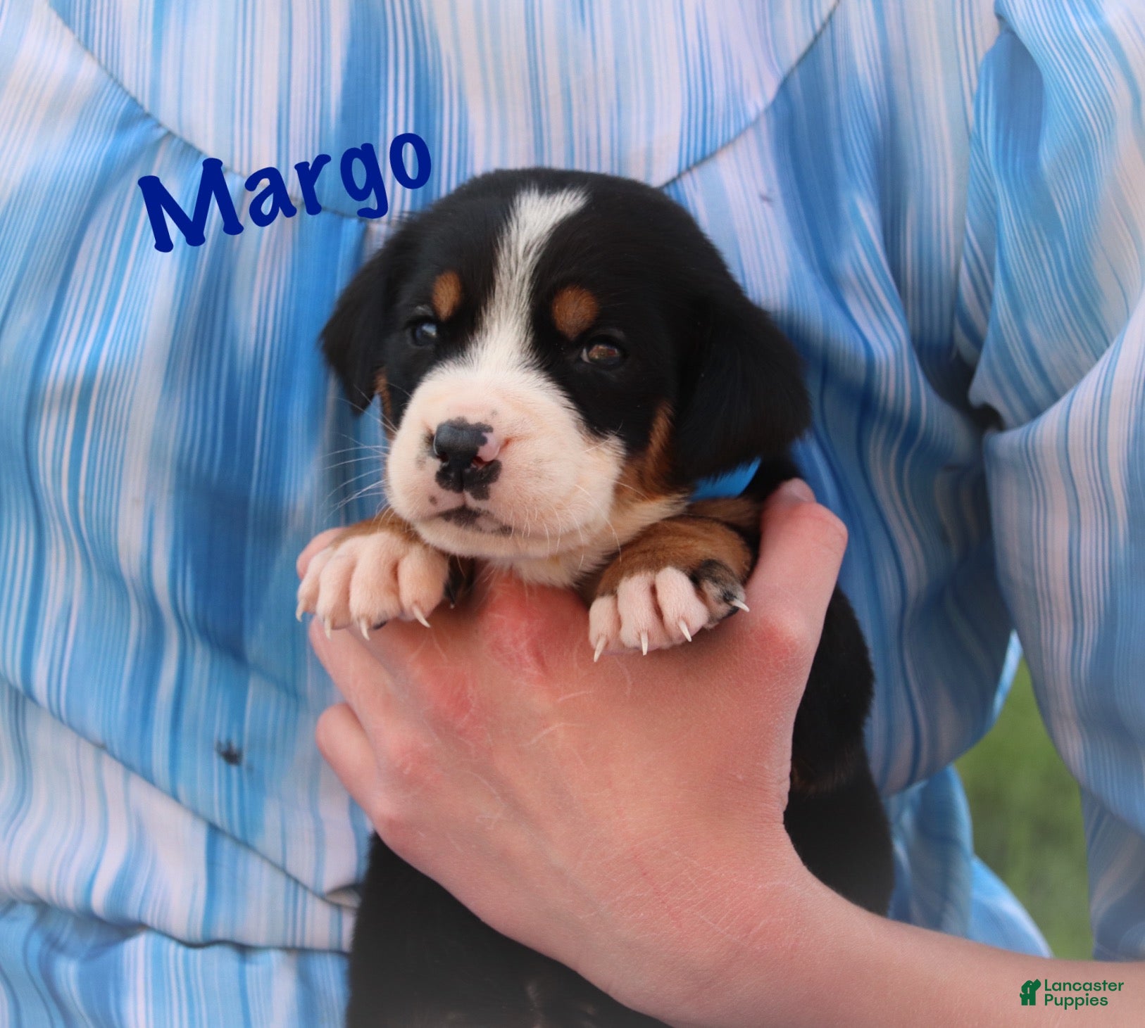 Greater Swiss Mountain Dog dogs Greater Swiss Mountain Dog Puppy 2 - Ad 2