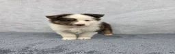 Miniature Australian Shepherd dogs for sale: Maverick  - Ad 5