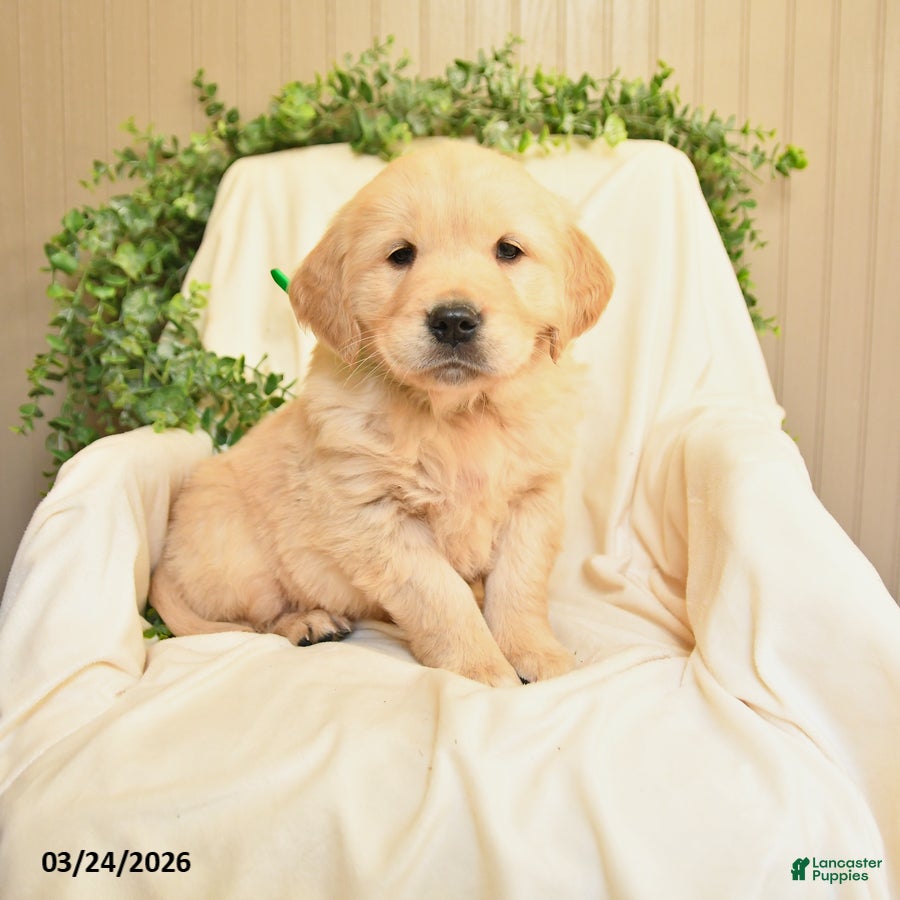 Golden Retriever dogs Matt  - Ad 1