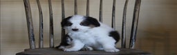 Australian Shepherd dogs for sale: Oreo - Ad 2