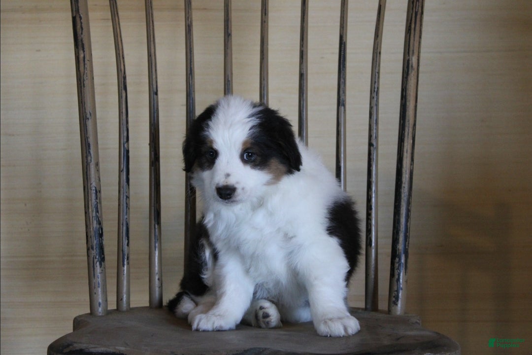 Australian Shepherd dogs for sale: Oreo - Ad 2
