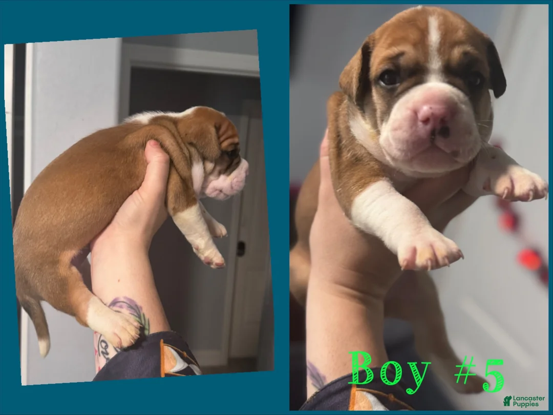 Mixed Breed dogs for sale: Mixed Breed 8 - Ad 1