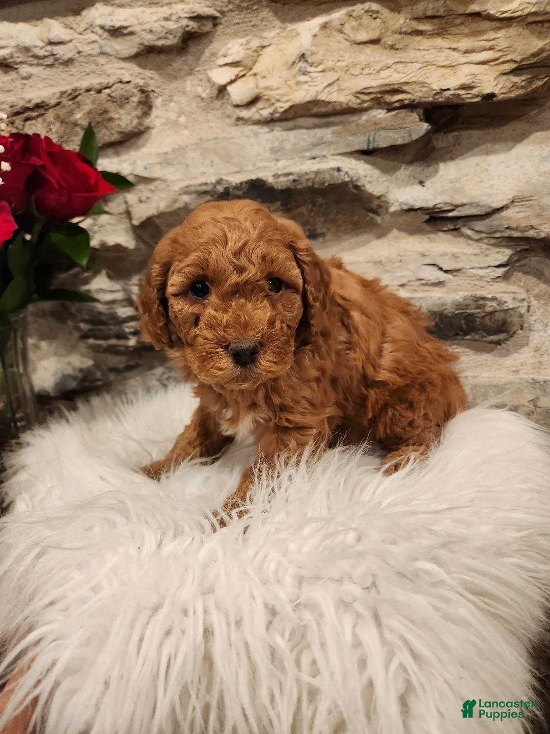 Mini Bernedoodle dogs for sale: CARAMEL - MINI BERNEDOODLE LOVELY PUPPY (RICHLAND, PA) - F1BB - Ad 3