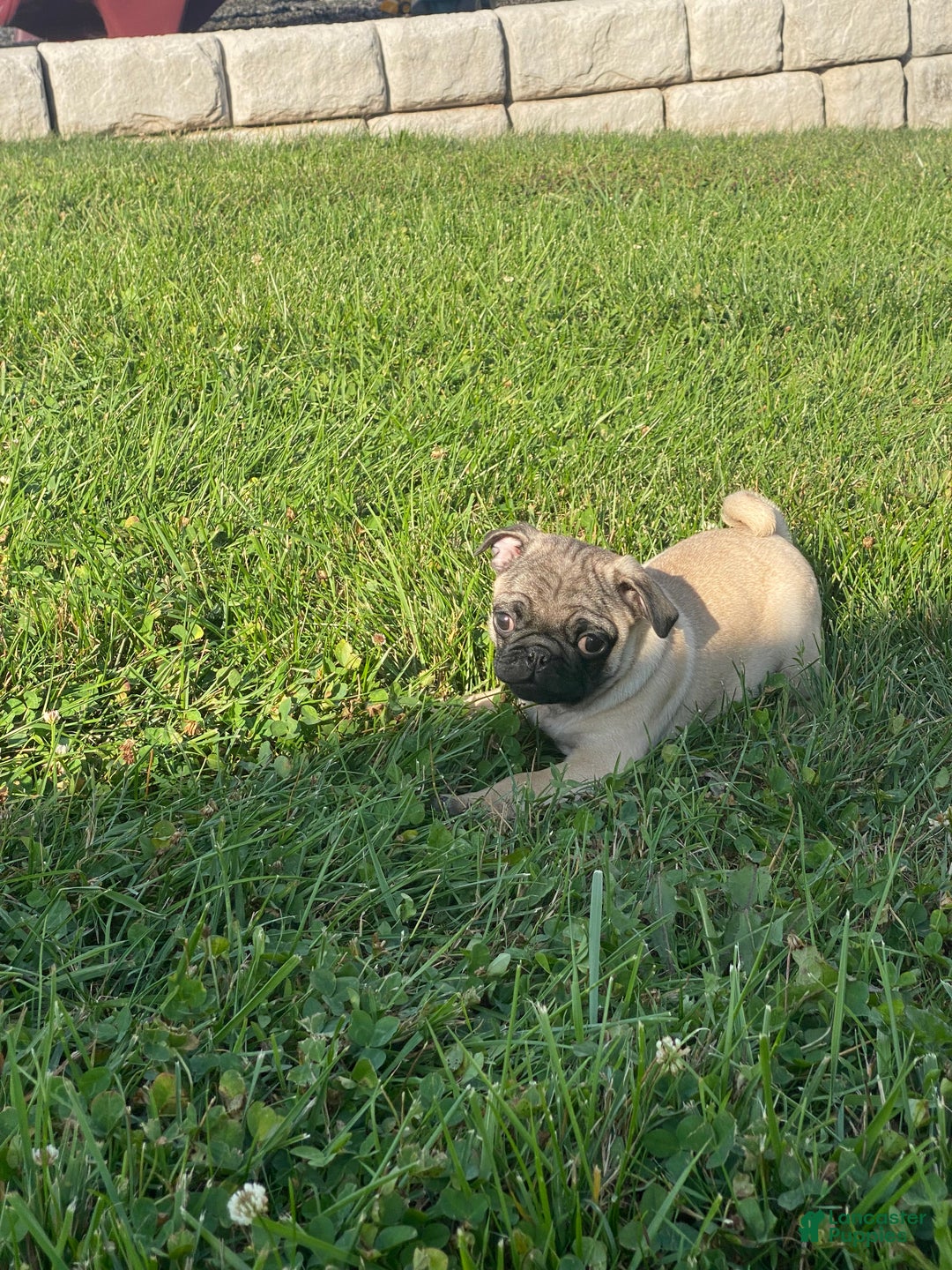 Pug dogs for sale: Porky - Ad 2