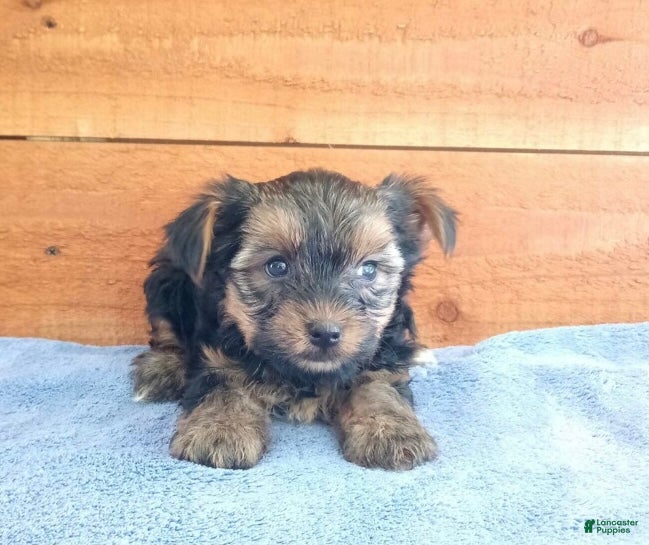 Yorkshire Terrier dogs Rambo - Ad 2