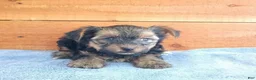 Yorkshire Terrier dogs for sale: Rambo - Ad 2