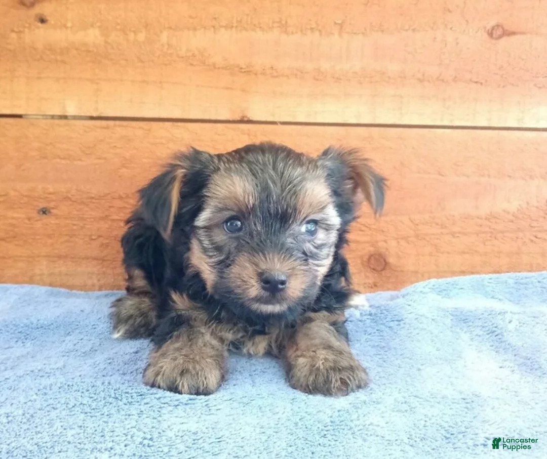 Yorkshire Terrier dogs for sale: Rambo - Ad 2