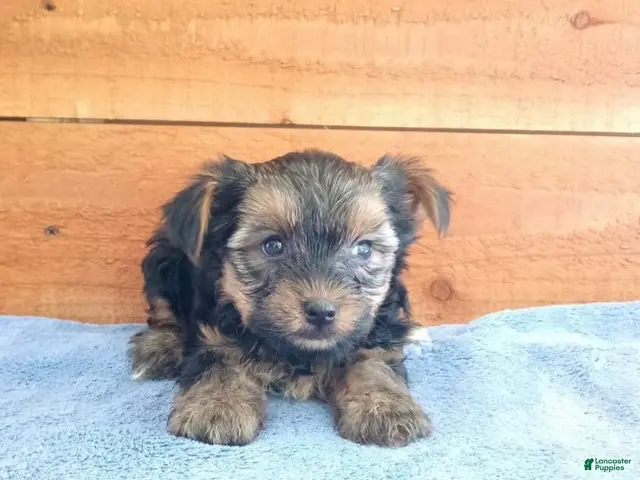 Yorkshire Terrier dogs for sale: Rambo - Ad 2