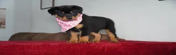 Rottweiler dogs for sale: Gabby - Ad 2
