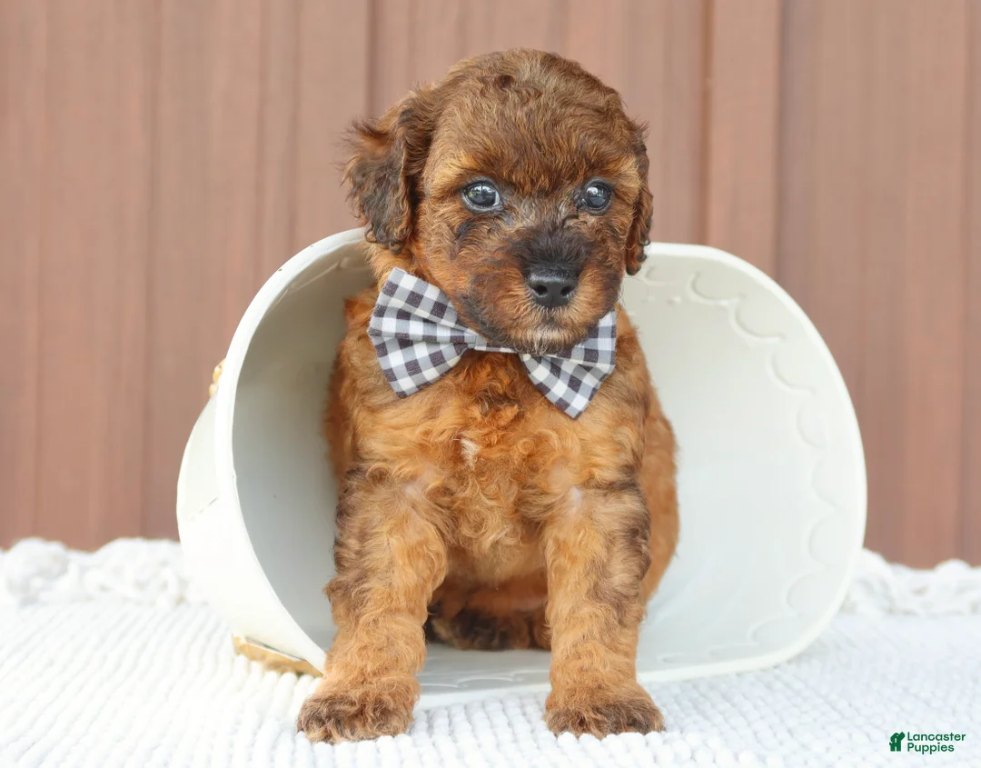 Toy Poodle dogs for sale: Hunter - Ad 1
