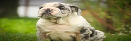 English Bulldog dogs for sale: Seth English Bulldog  - Ad 1