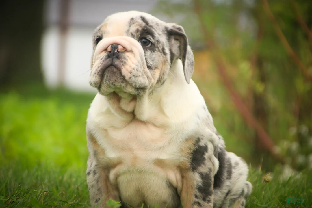 English Bulldog dogs for sale: Seth English Bulldog  - Ad 1