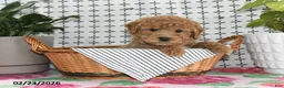 Goldendoodle dogs for sale: Remi - Ad 5