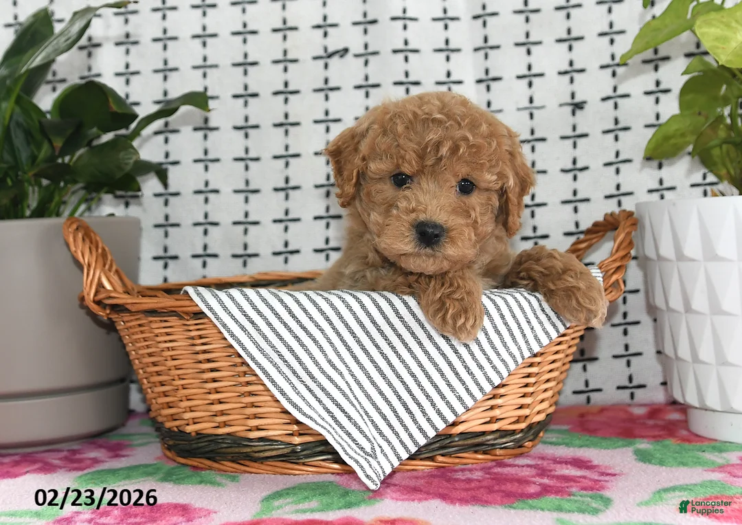 Goldendoodle dogs for sale: Remi - Ad 5