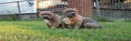 American Bully dogs for sale: Silvia  - Ad 2