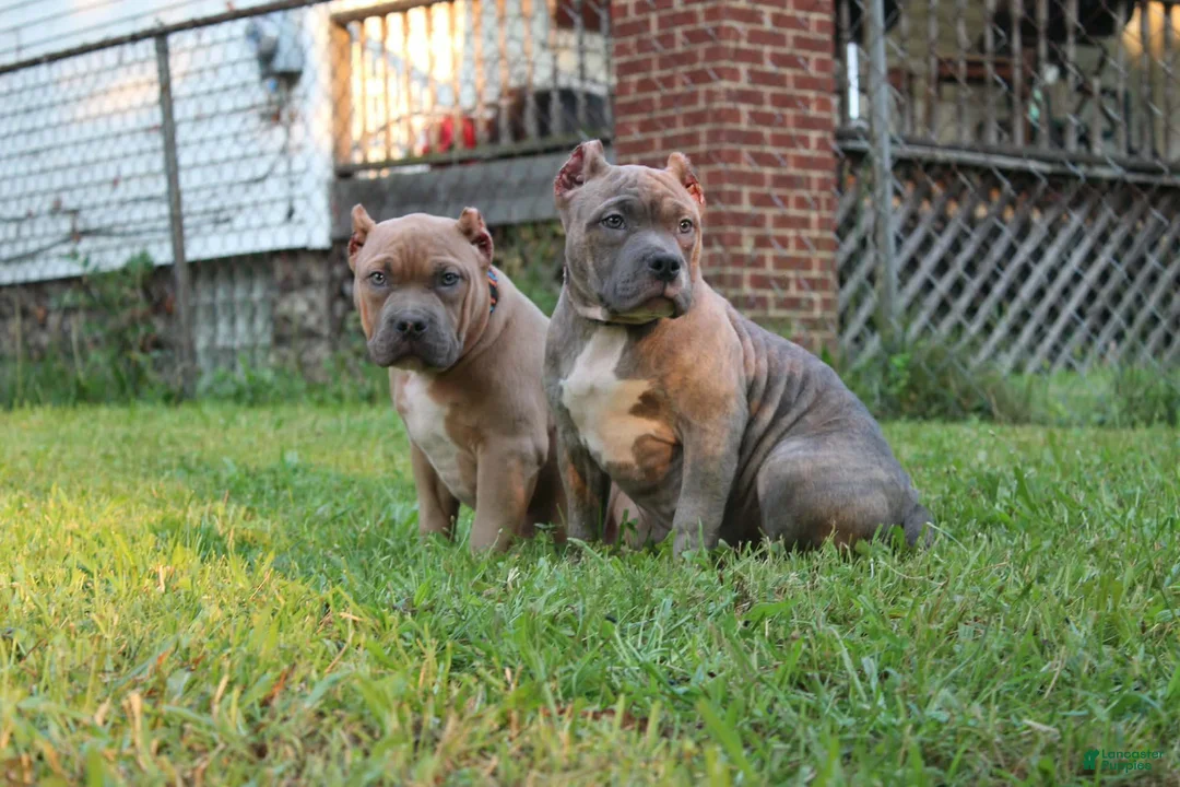 American Bully dogs for sale: Silvia  - Ad 2