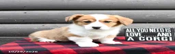 Welsh Corgi Pembroke dogs for sale: Marsha - Ad 2