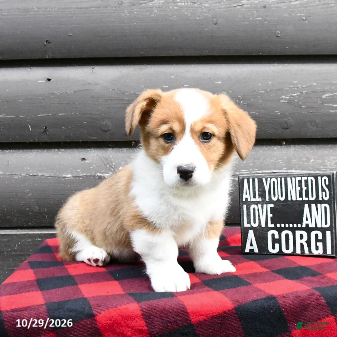 Welsh Corgi Pembroke dogs for sale: Marsha - Ad 2