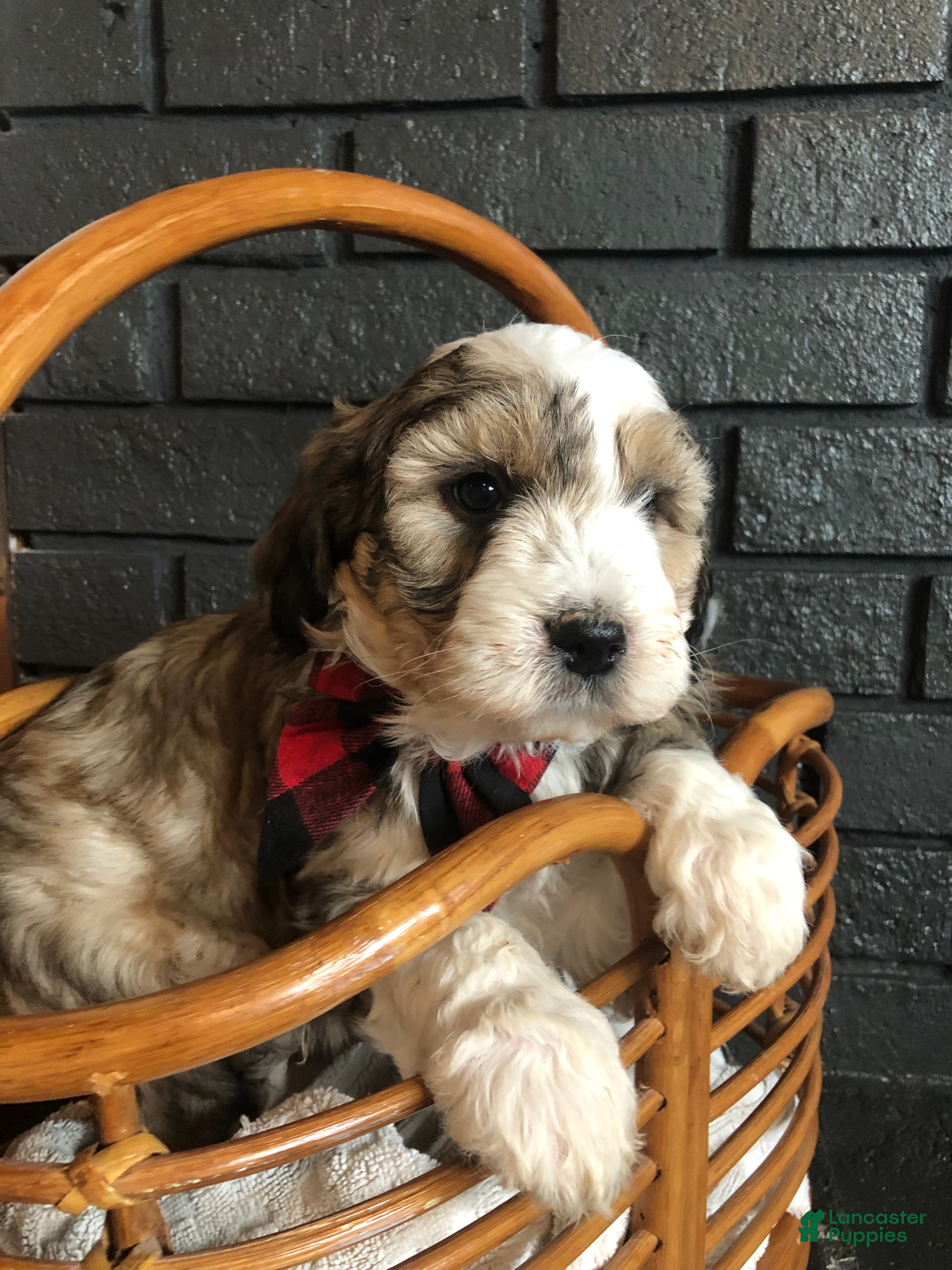 Aussiedoodle dogs Ember - Ad 21