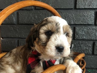 Aussiedoodle dogs Ember - Ad 16