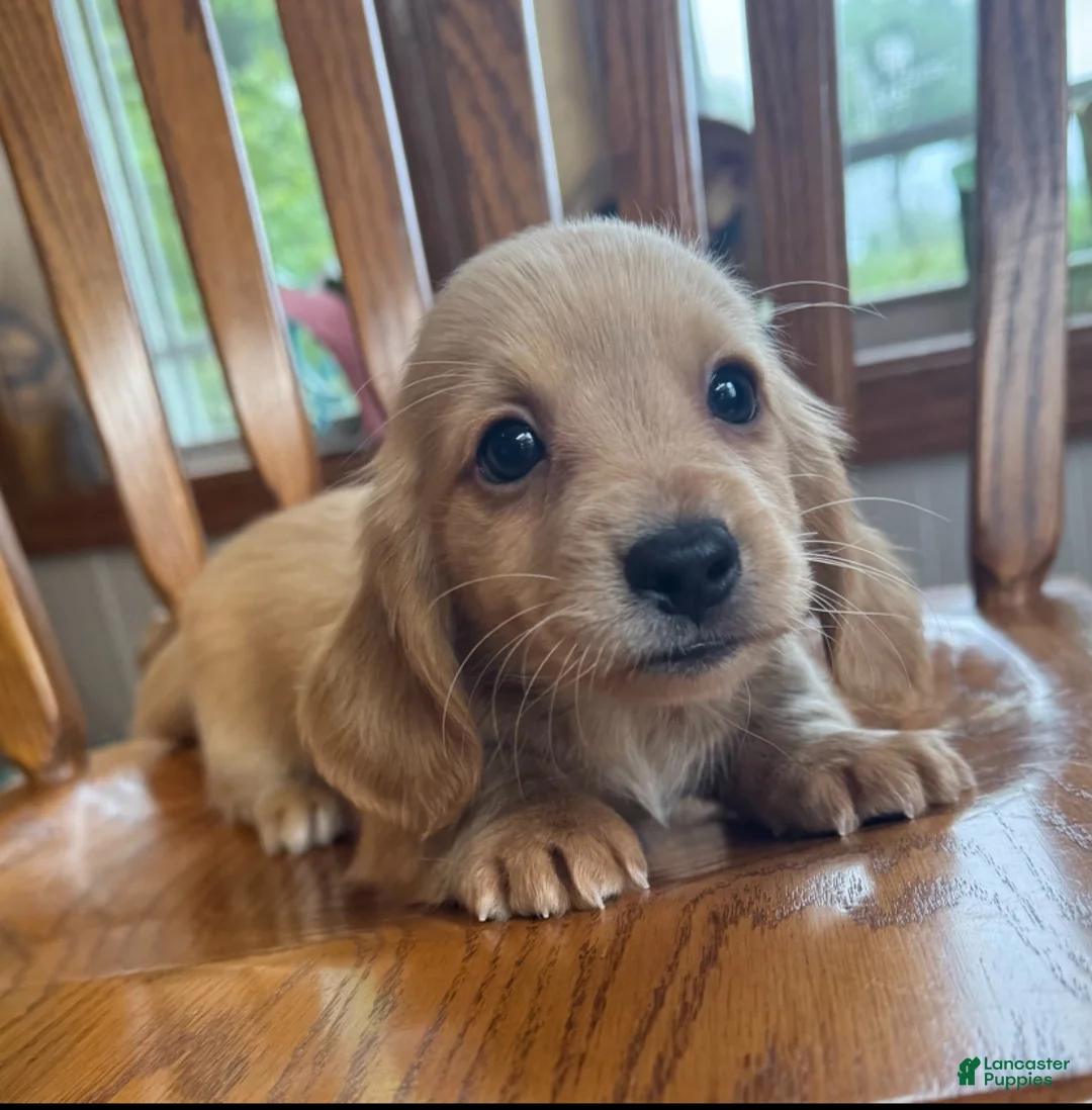 Miniature Dachshund dogs for sale: Super Sweet Brie~!!! - Ad 1