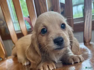 Miniature Dachshund dogs Super Sweet Brie~!!! - Ad 4