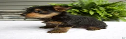 Yorkshire Terrier dogs for sale: Barbie - Ad 4