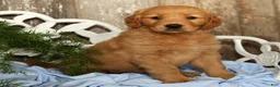 Golden Retriever dogs for sale: Sadie  - Ad 4