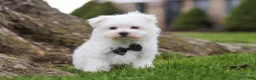 Maltese dogs for sale: Jeriah - Ad 5