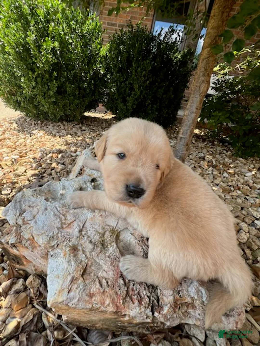 Golden Retriever dogs for sale: Erick - Ad 3