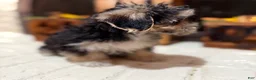 Morkie dogs for sale: 1 Greg - Ad 7