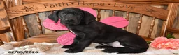 Great Dane dogs for sale: Balto - Ad 4