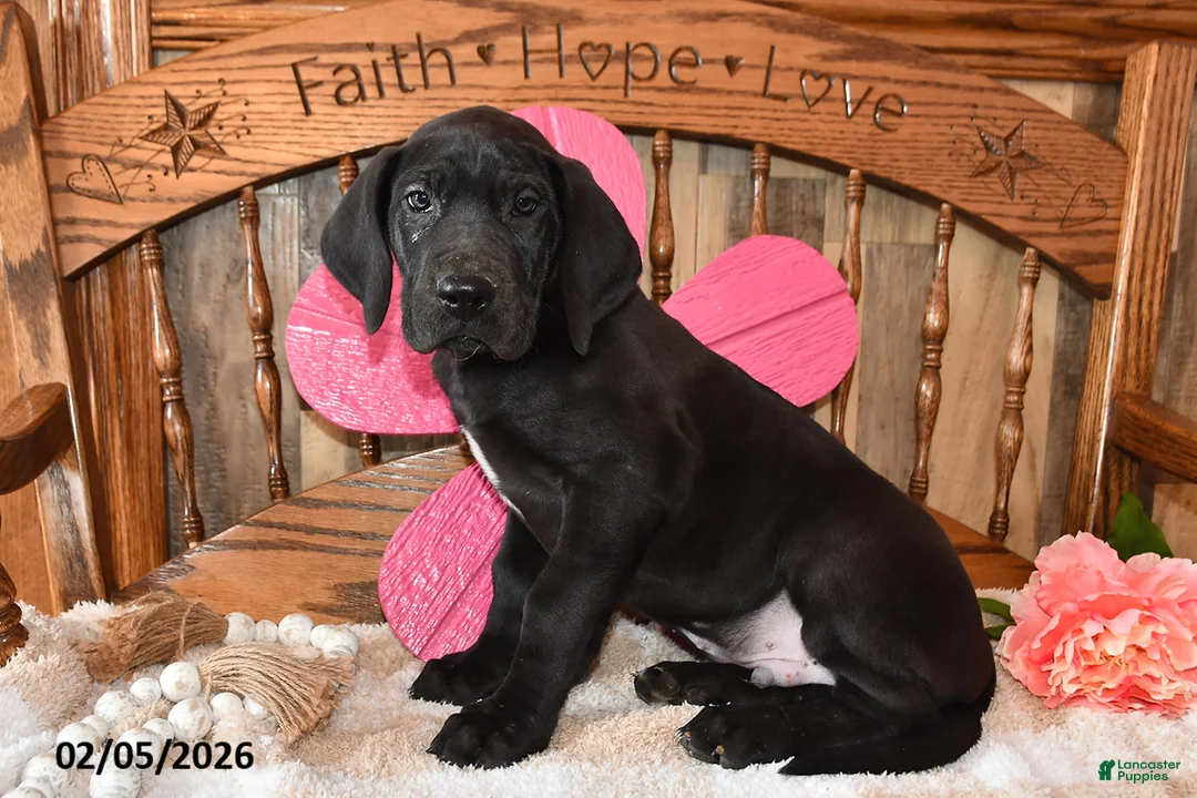 Great Dane dogs for sale: Balto - Ad 4