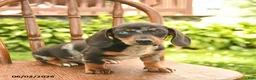 Miniature Dachshund dogs for sale: Ollie  - Ad 1