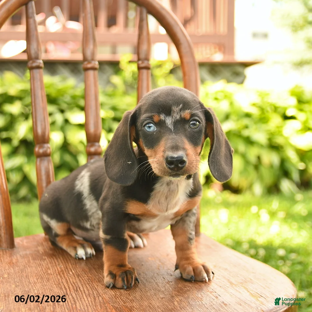 Miniature Dachshund dogs for sale: Ollie  - Ad 1