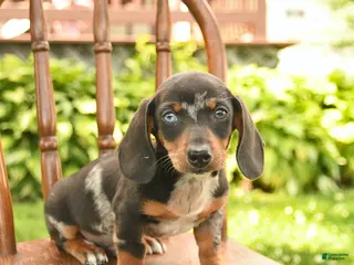 Miniature Dachshund dogs for sale: Ollie - Ad 2