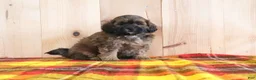 Shihpoo dogs for sale: Duke - Ad 3