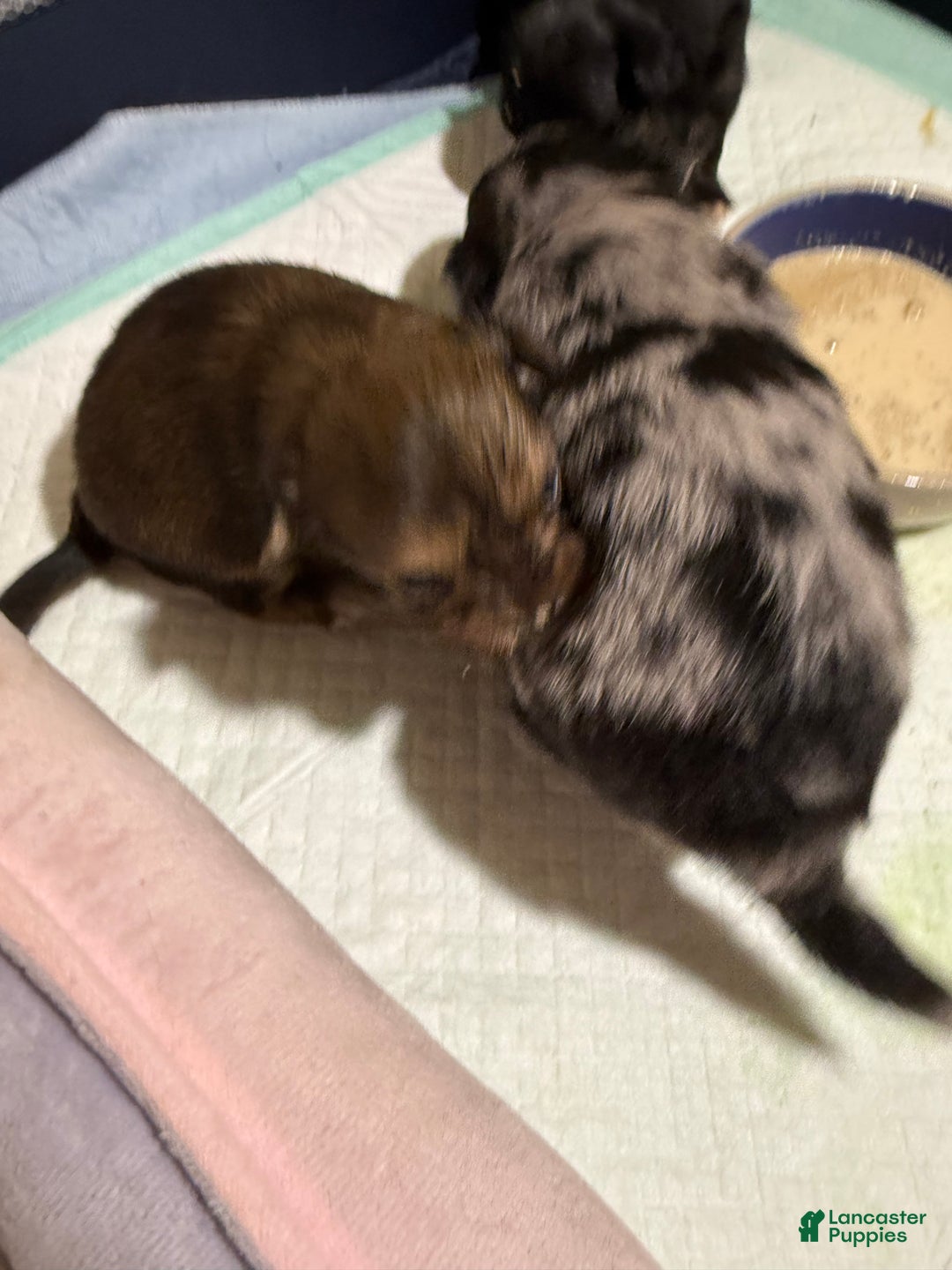 Mixed Breed dogs for sale: Chihuahua male black Merle chion chi/Papillion  - Ad 7